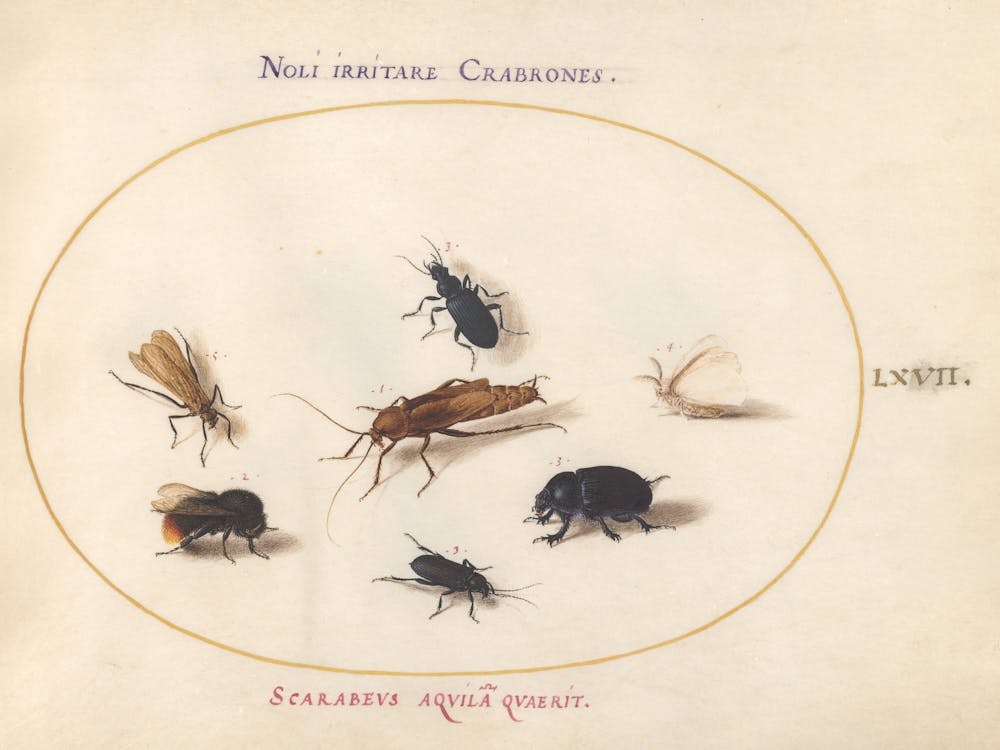 Rational Animals And Insects, Joris Hoefnagel