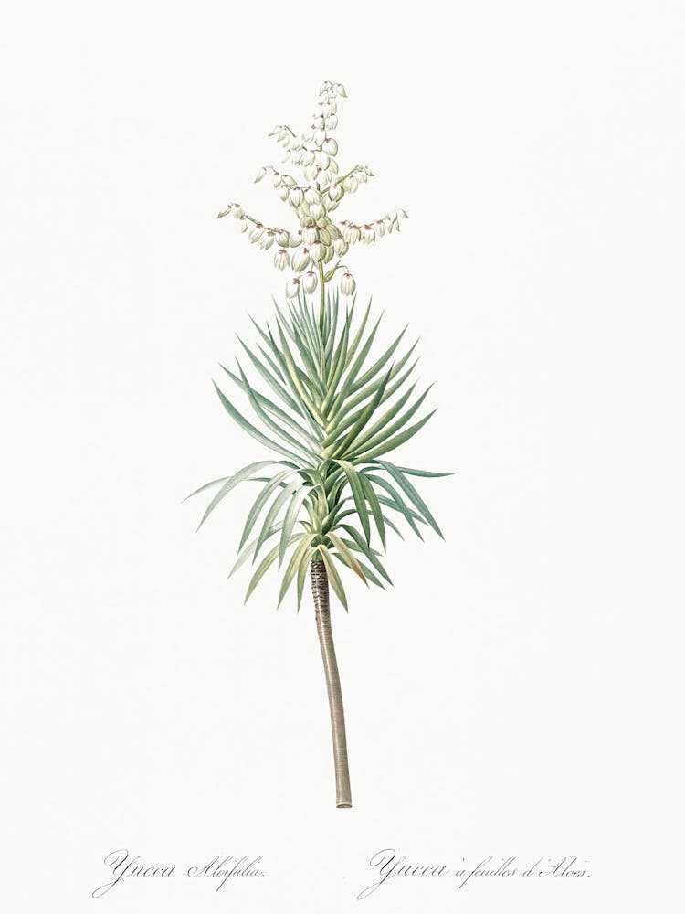 Aloe Yucca Illustration From Les Liliacées (1805), Pierre Joseph Redoute 1