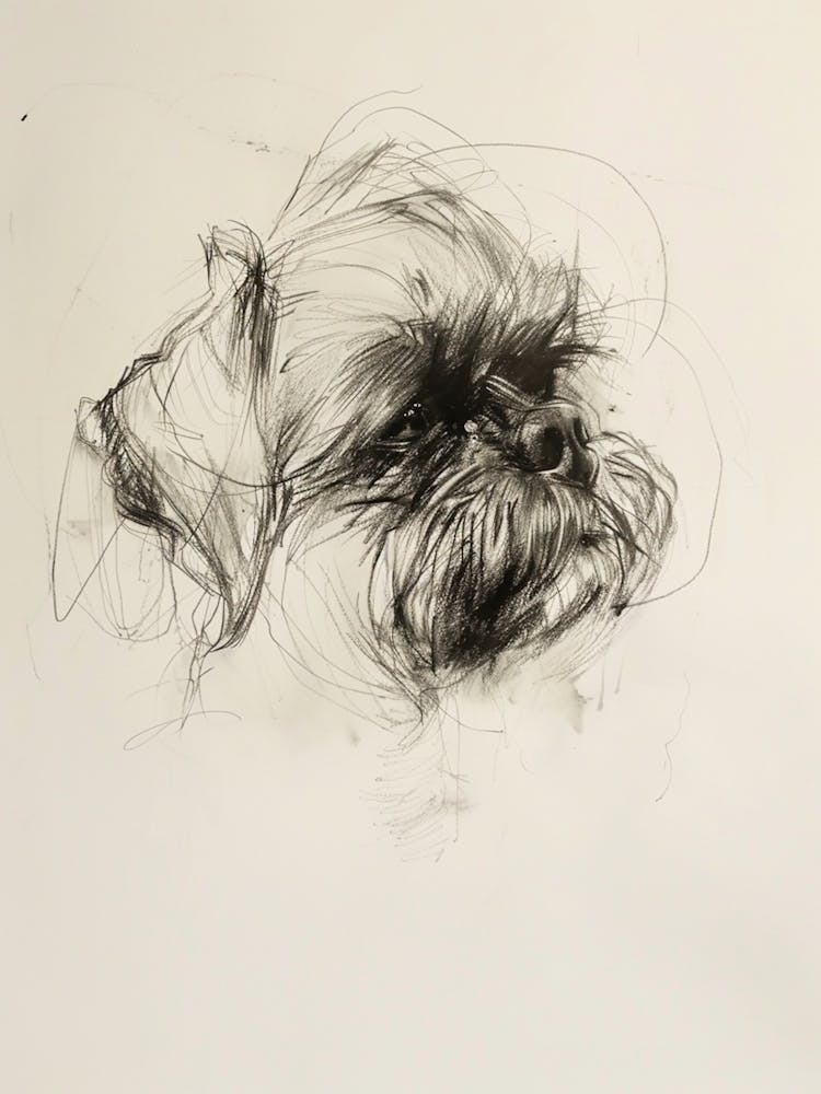 Shih Tzu Charcoal Line 3