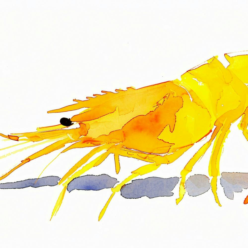 Yellow Shrimp