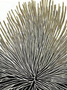 Organic Art Prints