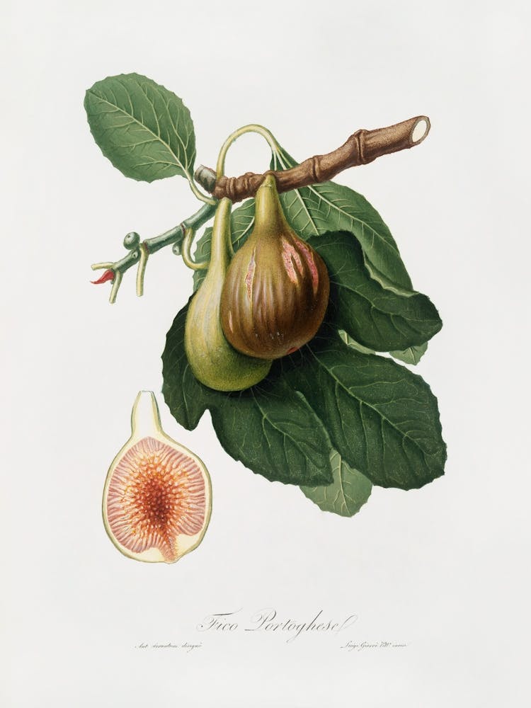 Figs