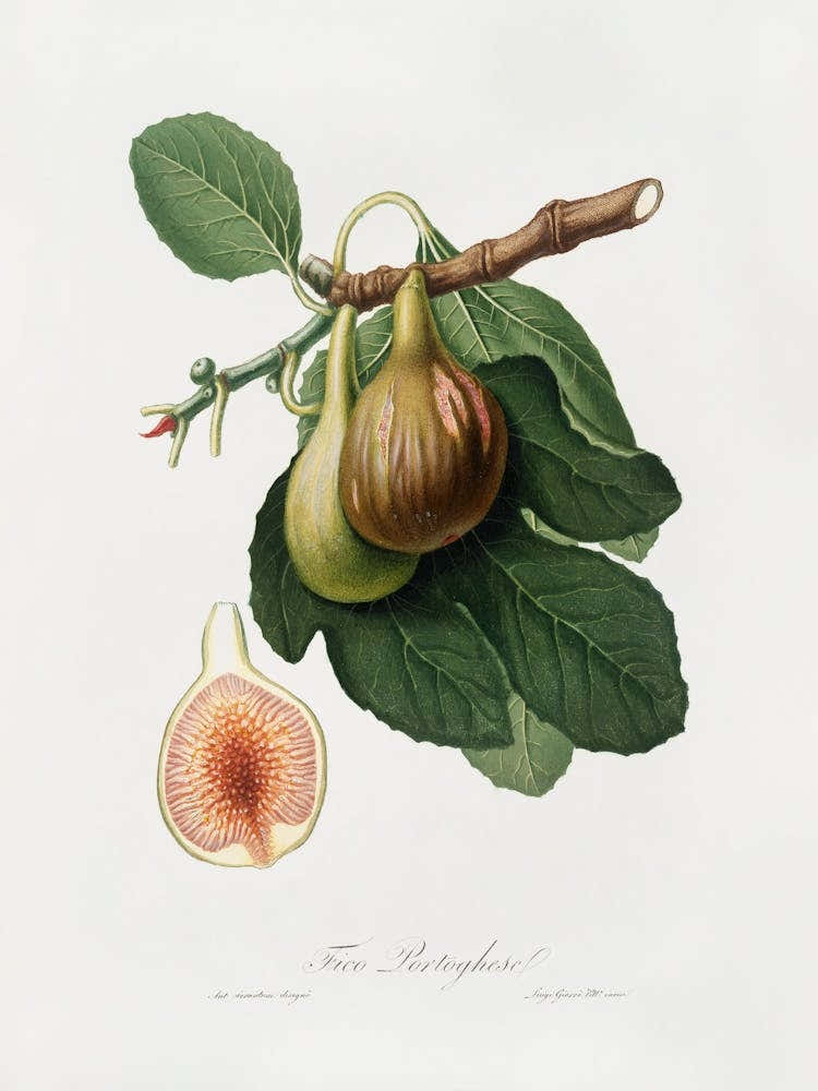 Figs