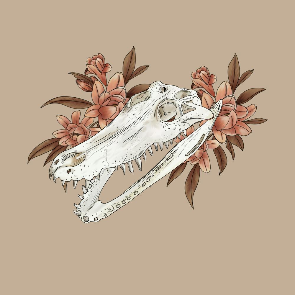 Crocodile Skull