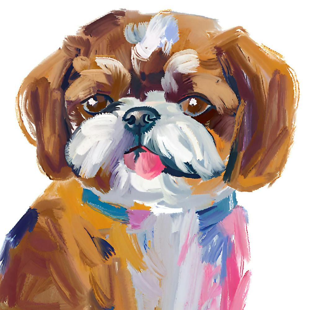 Shih Tzu 04