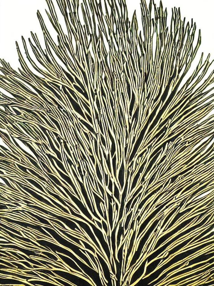 Acropora Horrida Ii Linolschnitt