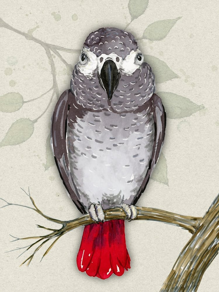 Aquarelle perroquet gris du Gabon