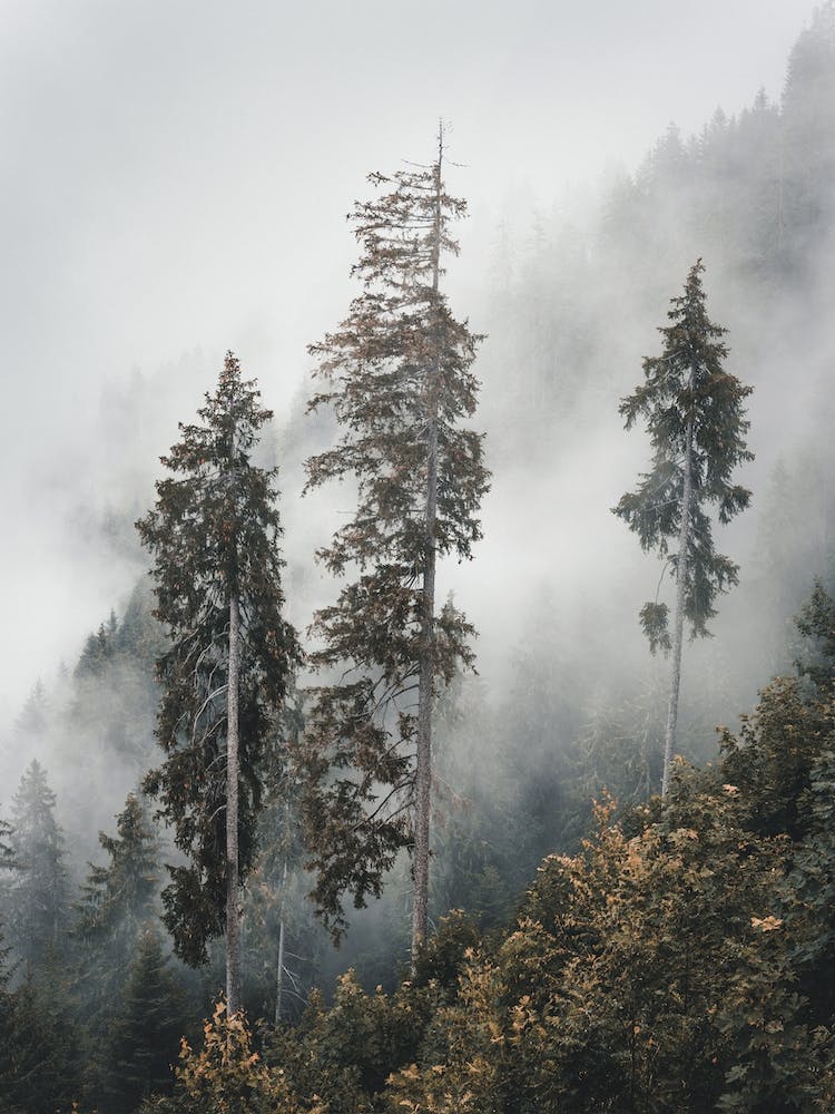 Drei nebelverhangene Kiefern