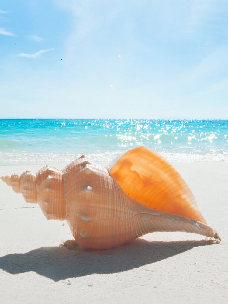 Beach Scene With Conch Shell