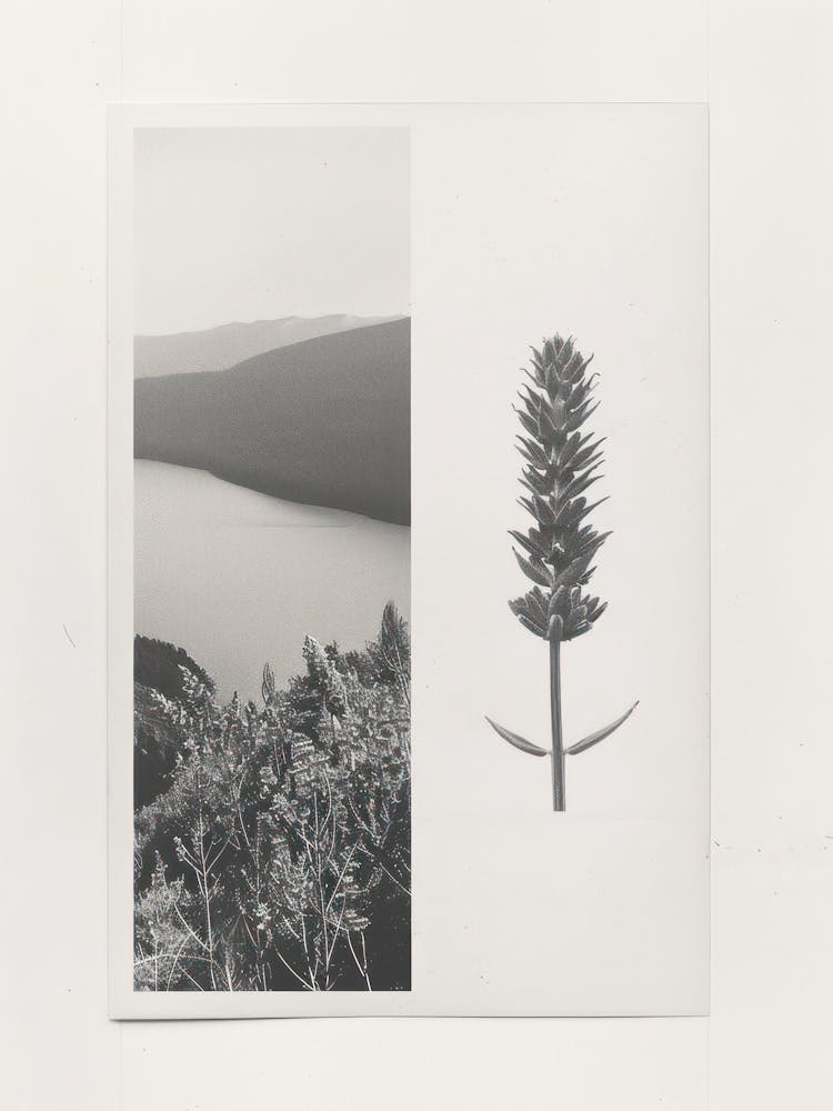 Lavendelblumen Foto-Collage 1