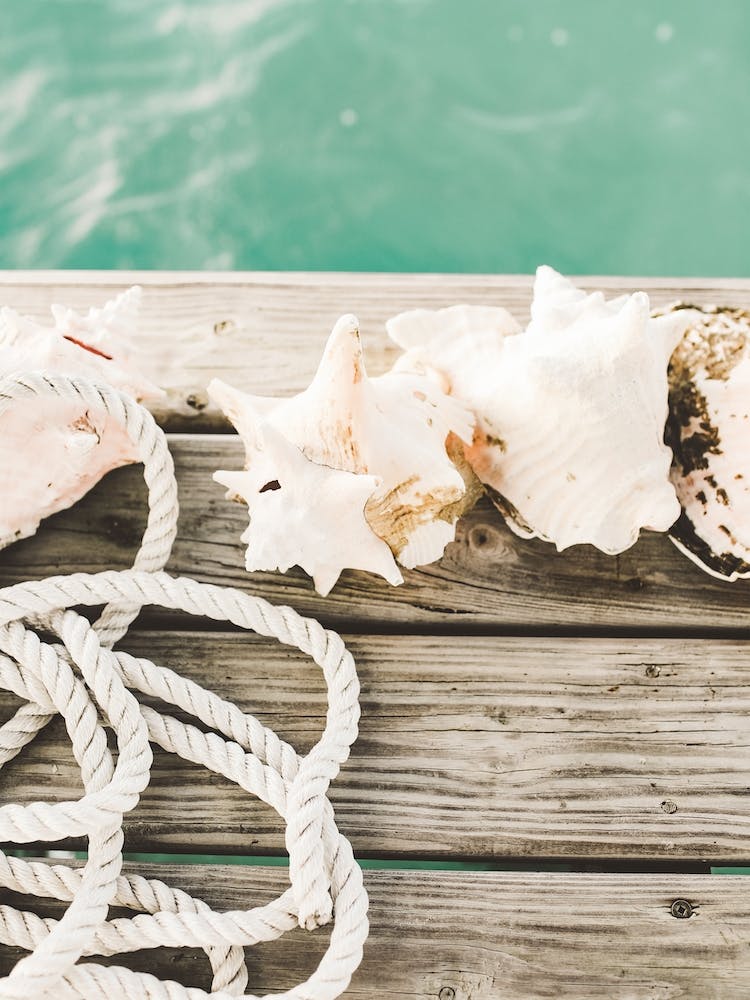 Conch Shell Dock