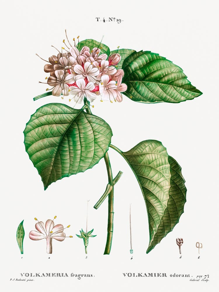 Chinese Glory Bower, Pierre Joseph Redoute
