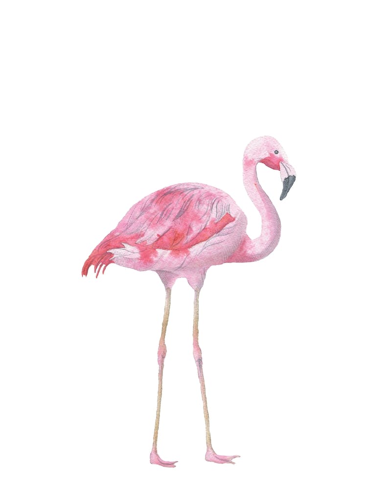 Flamingo Watercolour
