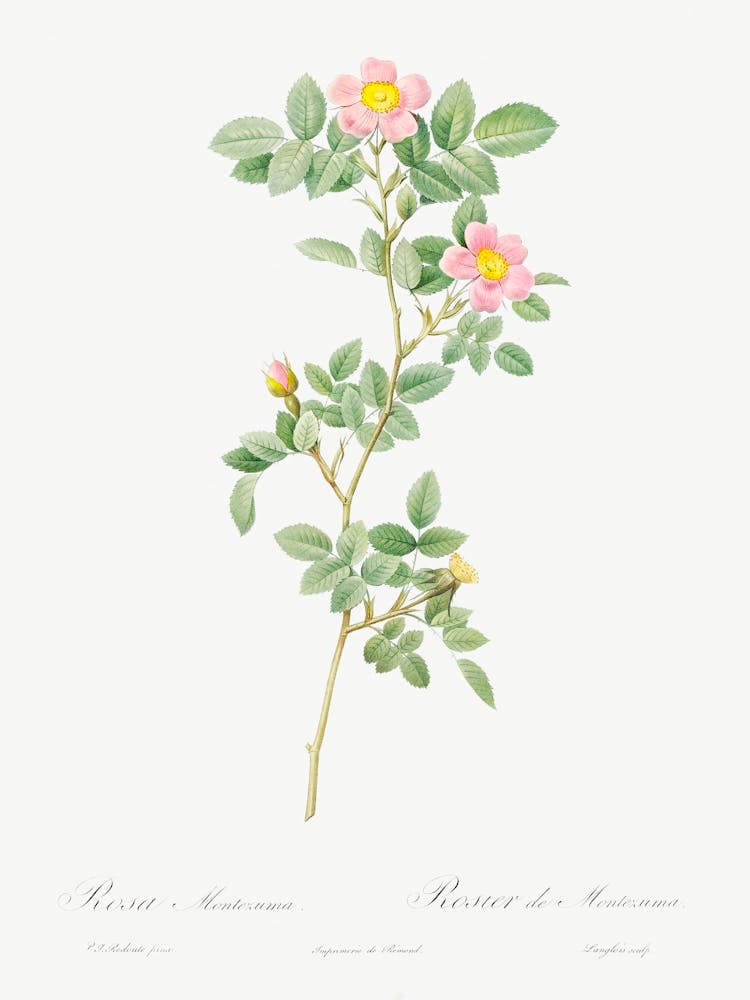 Montezuma Rose, Pierre Joseph Redoute