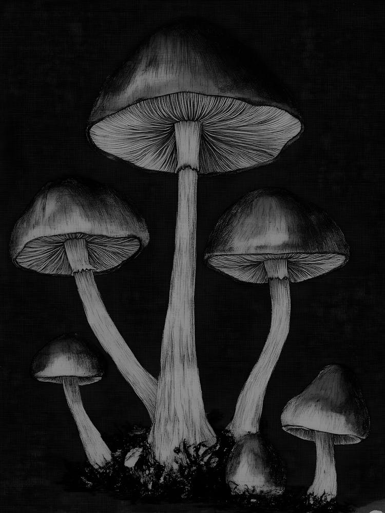 Black And White Mushroom Drawing