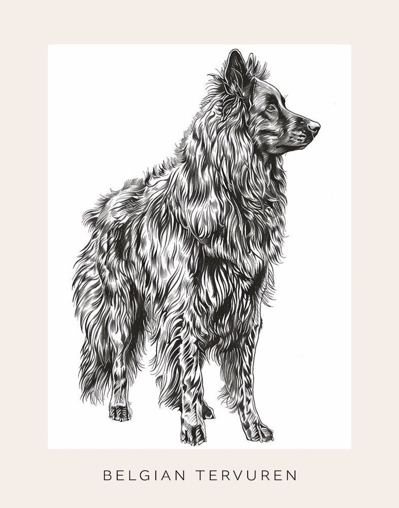Belgian Tervuren Dog Line Sketch 2 Poster