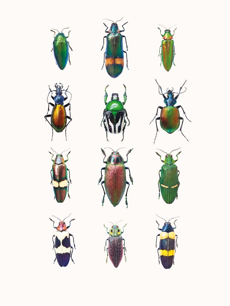 Insects III