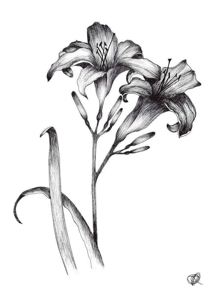 Pair of Black and White Day Lillies