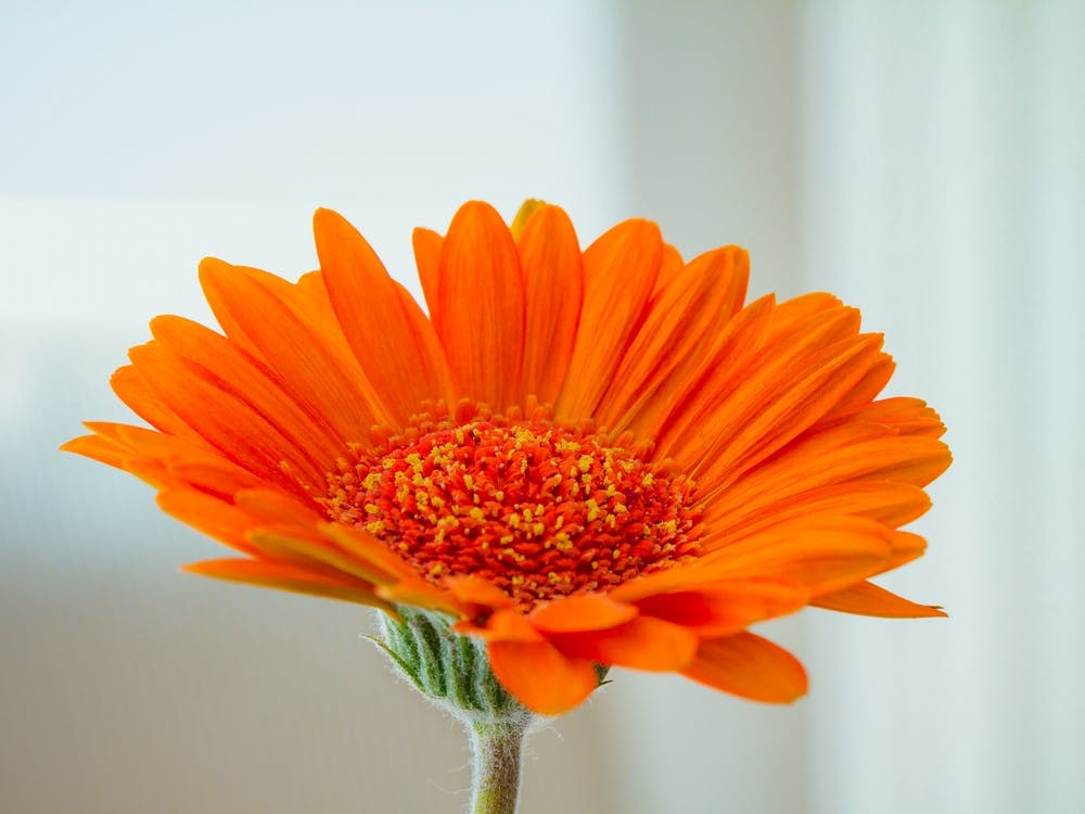 Orange Gerbera Flower On White Background 2