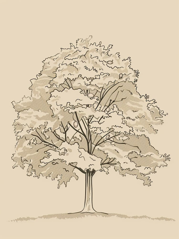Walnut Tree Minimalistic Drawing 3