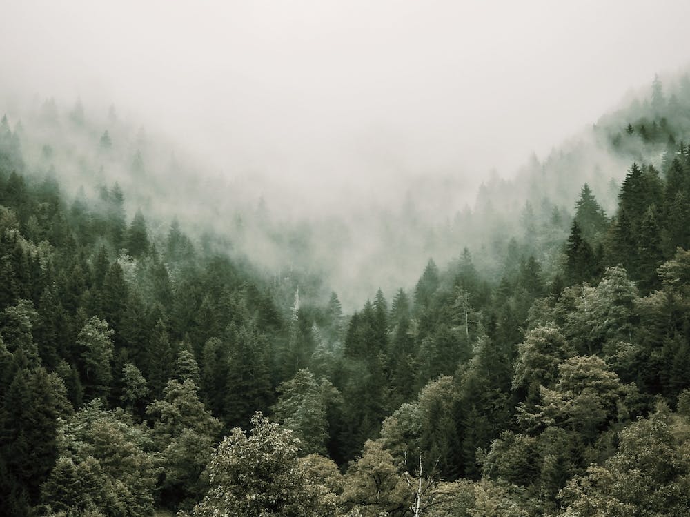 Misty Green Forest