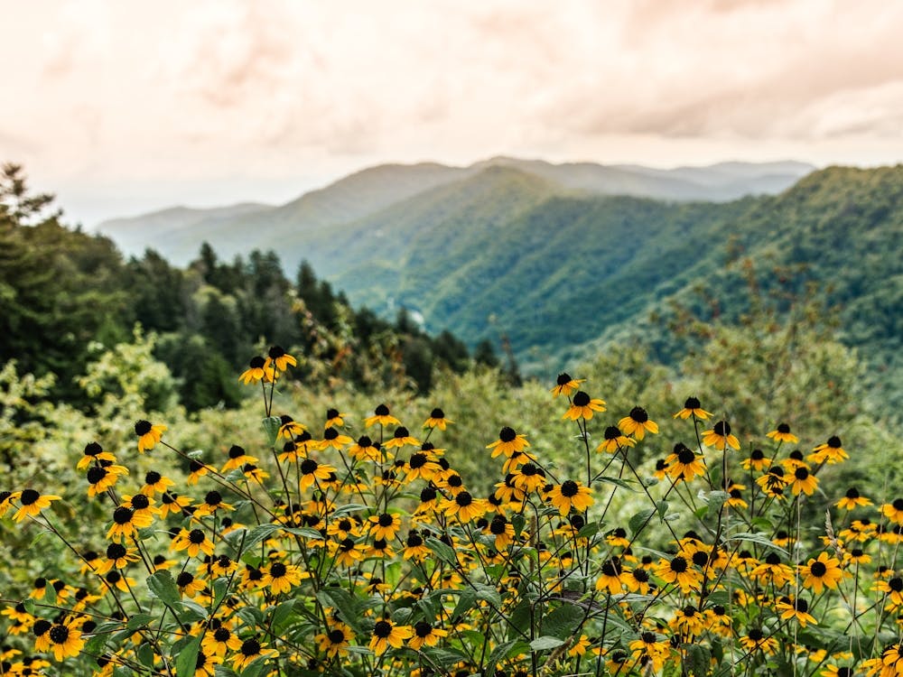 Wildflower Adventure - Smoky Mountain National Park