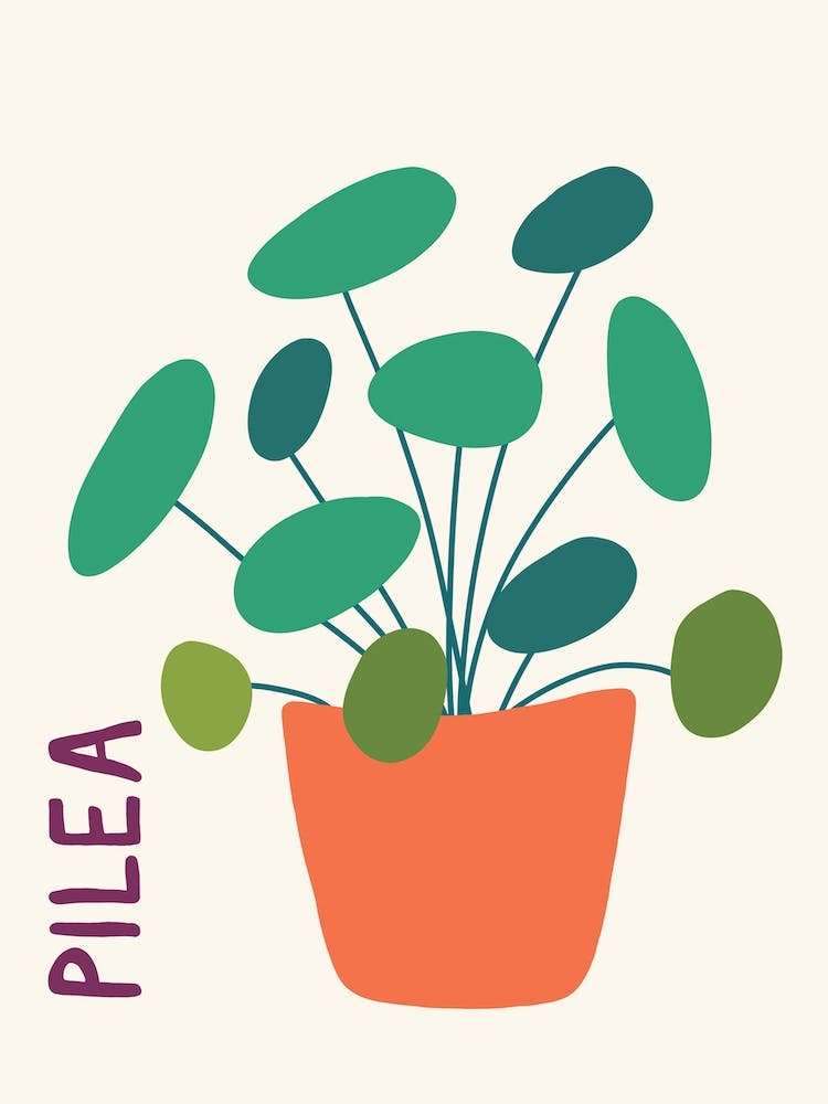 Pilea