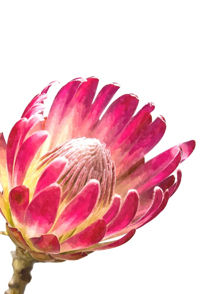 Protea Flower Watercolor
