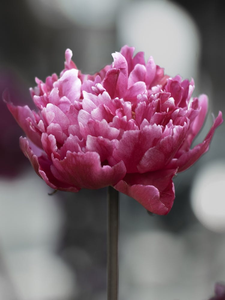 Pink Peony Flower