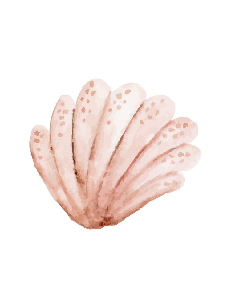 Pink Seashell 4