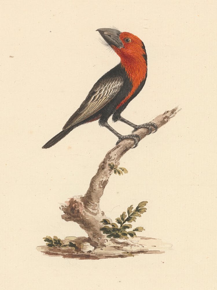 Black Billed Barbet, Luigi Balugani