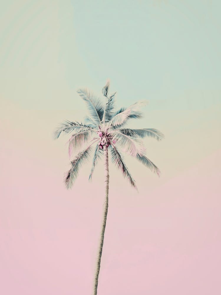 Miami Beach Palm Tree