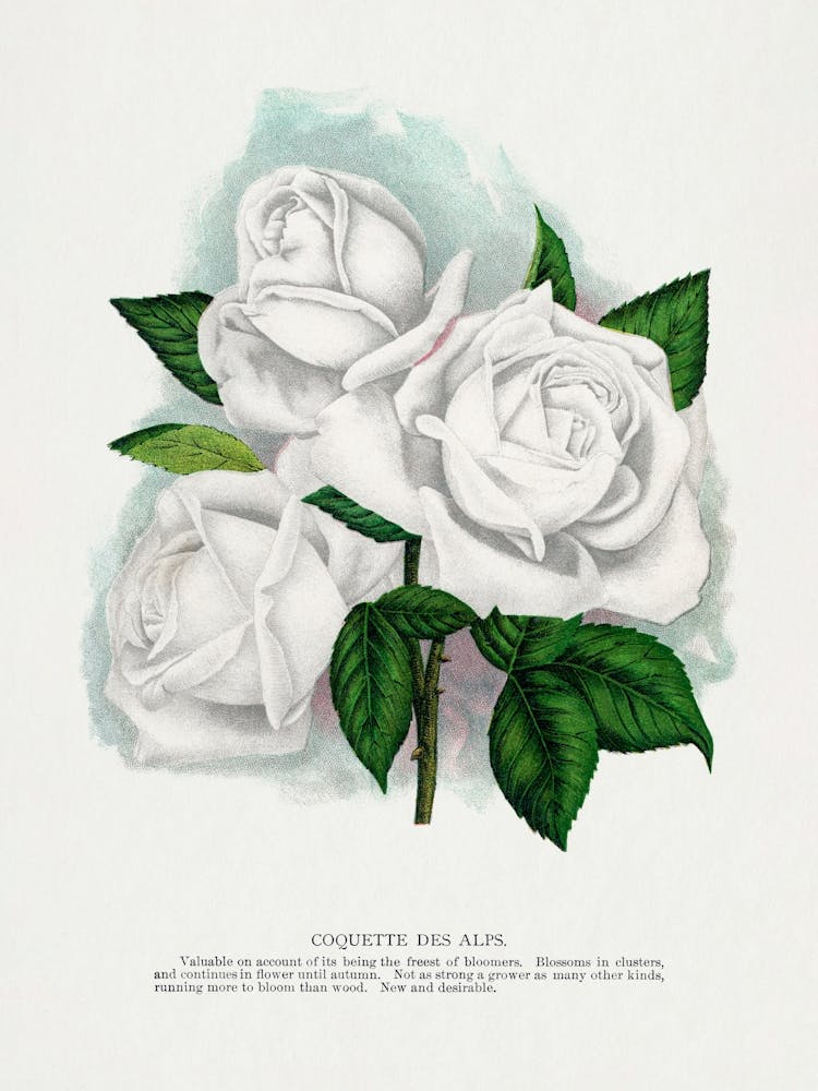 Vintage Botanical _2697915