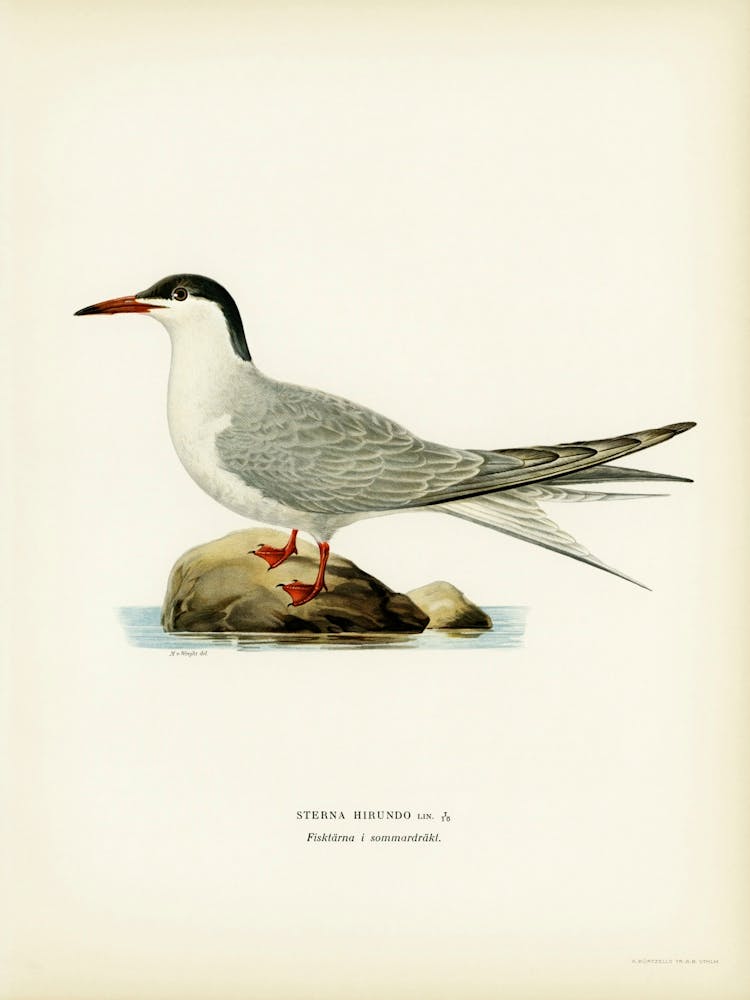 Common Tern, The Von Wright Brothers