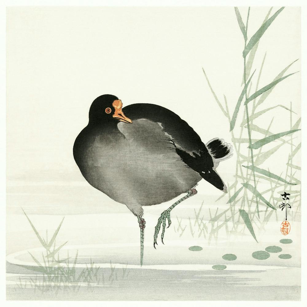 Moorhen (1900 1930), Ohara Koson