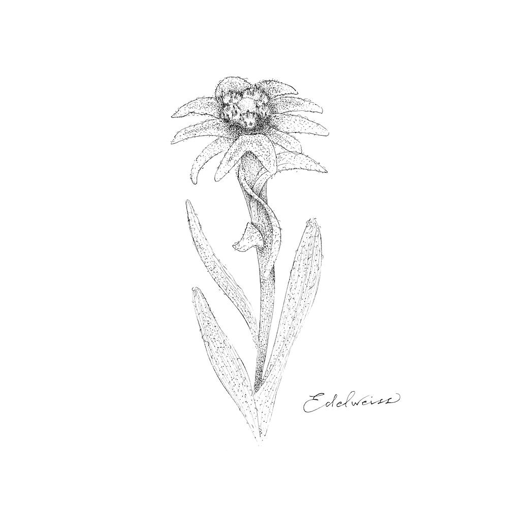 Edelweiss 2