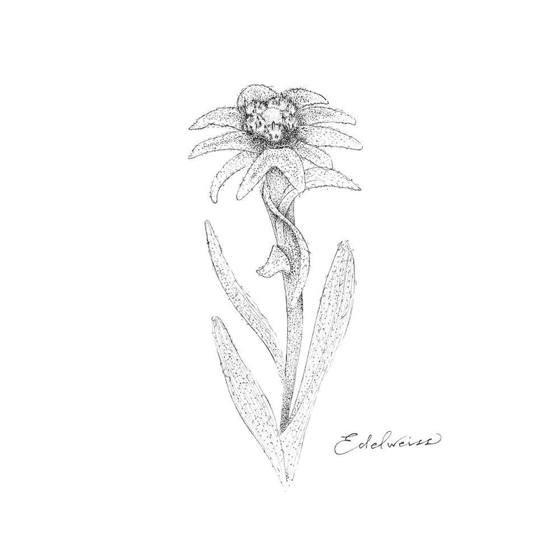 Edelweiss 2