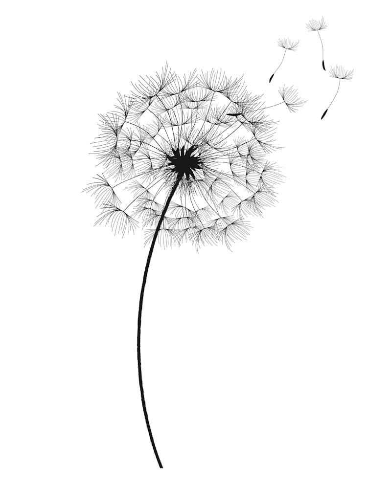 Minimalist Black and White Dandelion