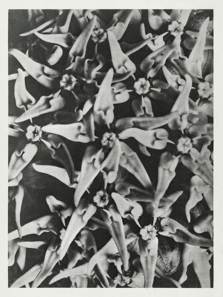 Prächtige Seidenpflanze (1928), Karl Blossfeldt 2