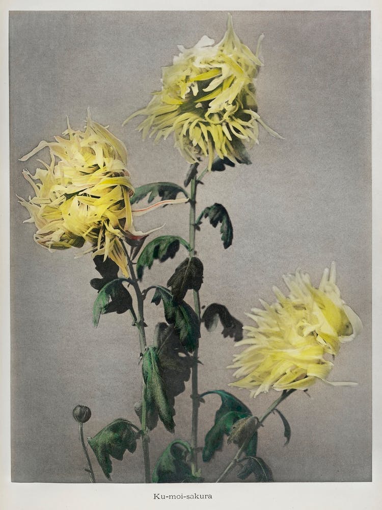 Ku–Moi–Sakura, Hand Colored Collotype From Some Japanese Flowers (1896), Kazumasa Ogawa