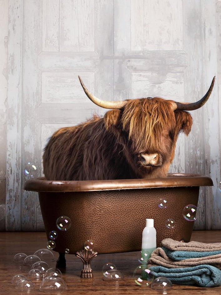 Highland Cow In A Bathtub