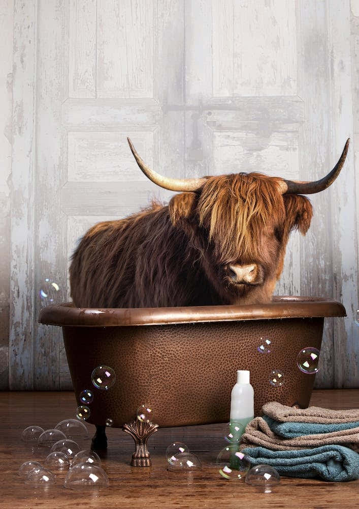 Highland Cow In A Bathtub