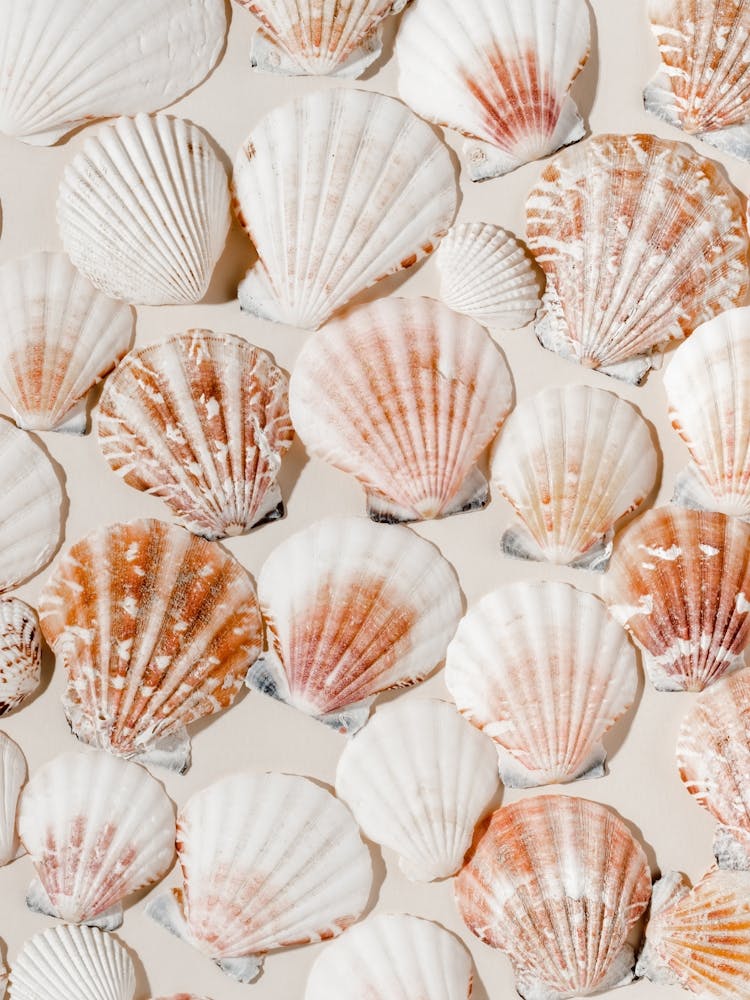 Seashell Prints