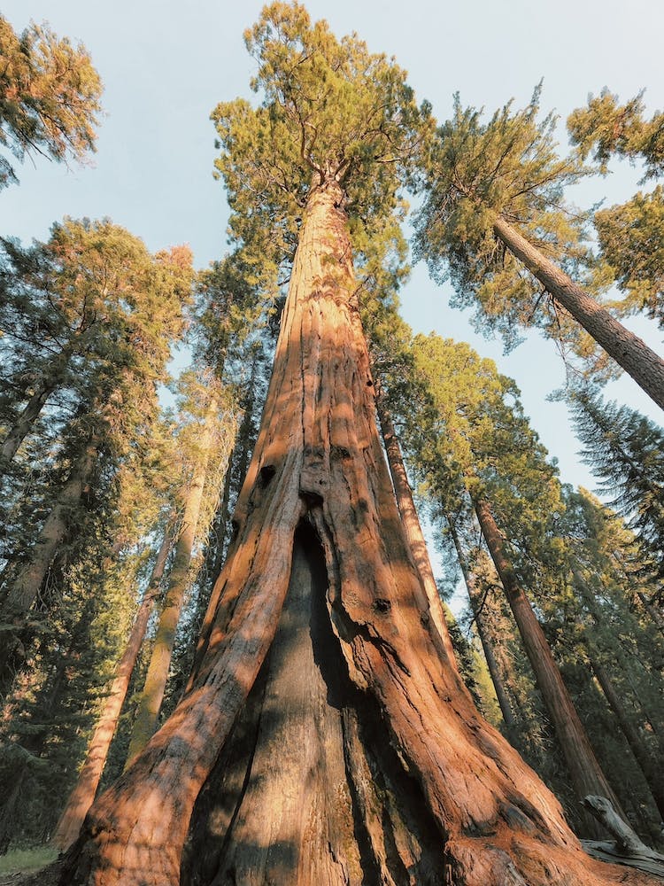 Giant Redwood Tree