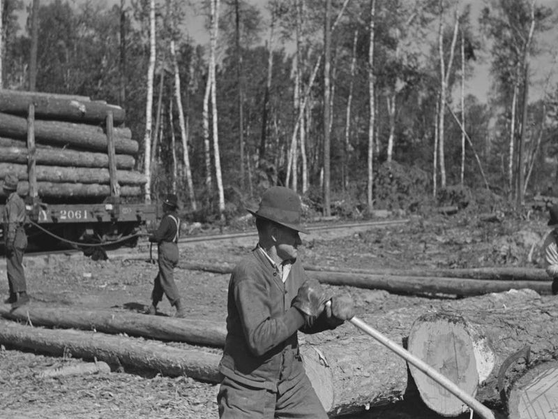 Untitled Photo, Possibly Related To Logs On Skidway Just Before Being Loaded On Railway Car, Near Effie, Minnesota By