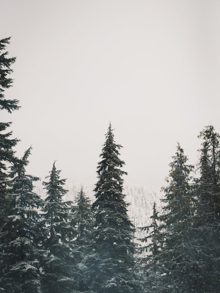 Snow Storm In Forest