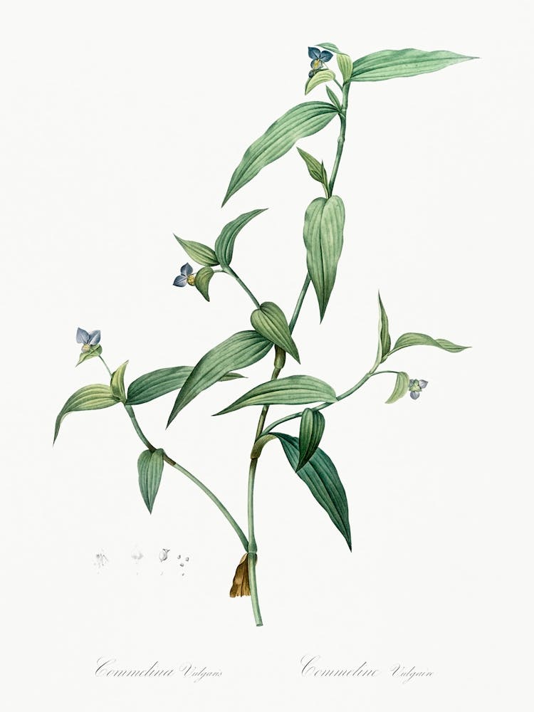 Tagblume Illustration, Pierre Joseph Redoute