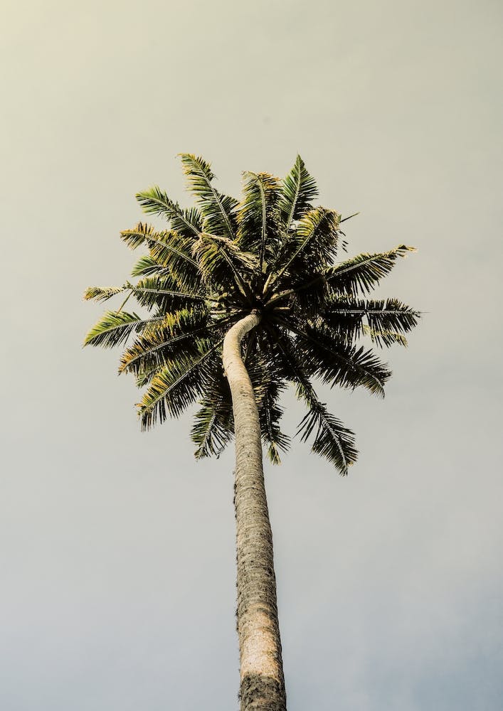 King Palm