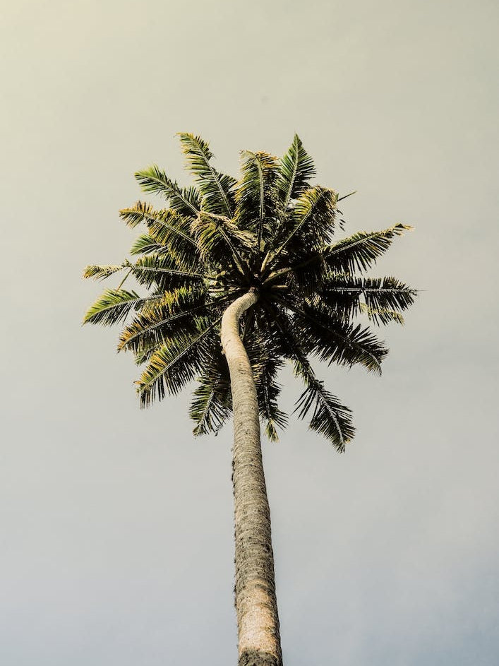 King Palm
