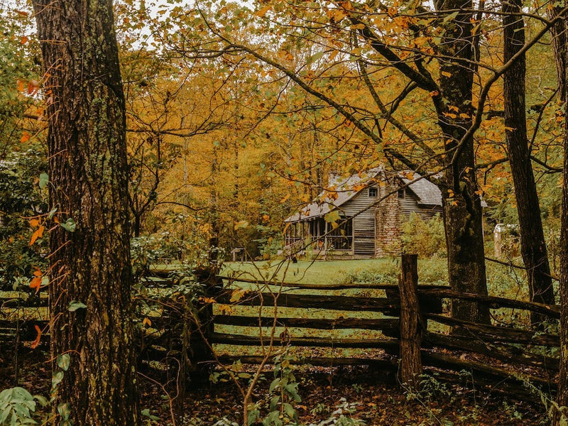 Rustic Forest Cabin